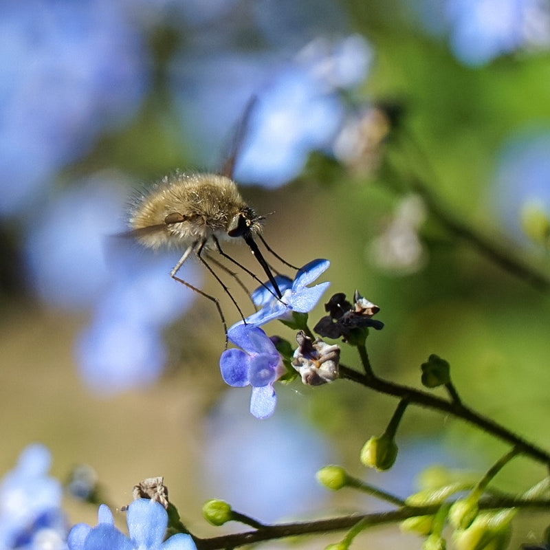 Ein Großer Wollschweber schwebt vor blauen Blüten und saugt mit seinem langen Rüssel Nektar. Die behaarte Fliege ist detailreich vor einem unscharfen grünen ...