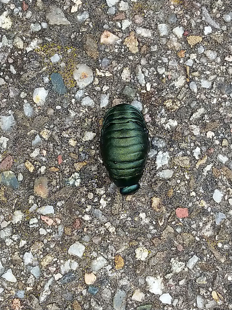 Großer blauschwarzer Blattkäfer — Bild 1 von 1