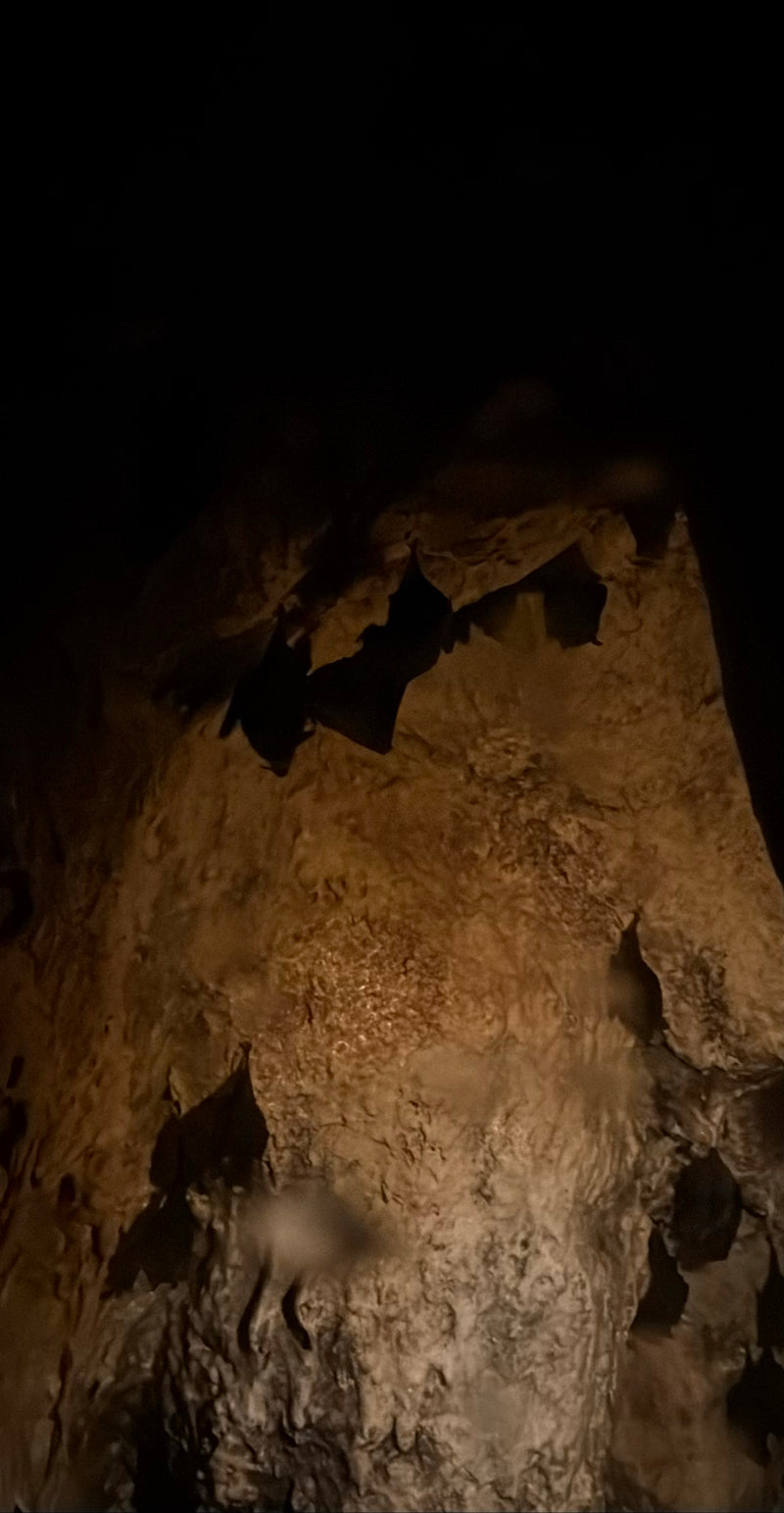 Mehrere Fledermäuse hängen an einer felsigen Höhlenwand. Die Tiere sind als dunkle Silhouetten im Halbdunkel erkennbar.