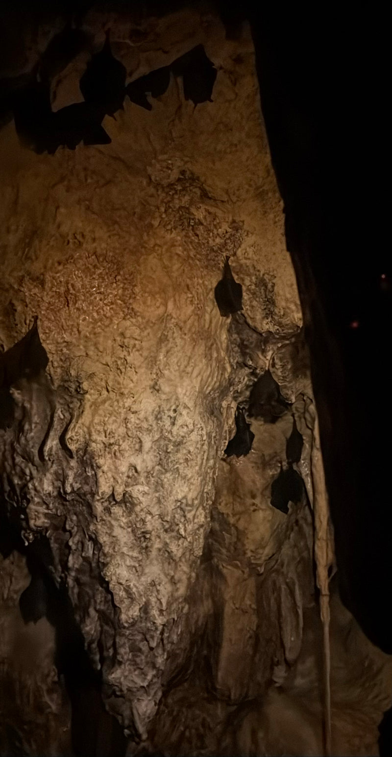 Mehrere Mausohren hängen kopfüber an einer rauen Höhlenwand und ruhen sich aus. Die Fledermäuse sind als dunkle Silhouetten im Halbdunkel zu erkennen.