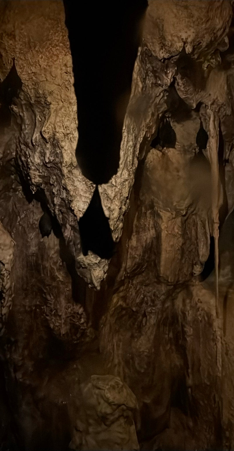 Mehrere Fledermäuse hängen kopfüber an der rauen Wand einer dunklen Höhle. Sie ruhen dort an einem geschützten Ort.