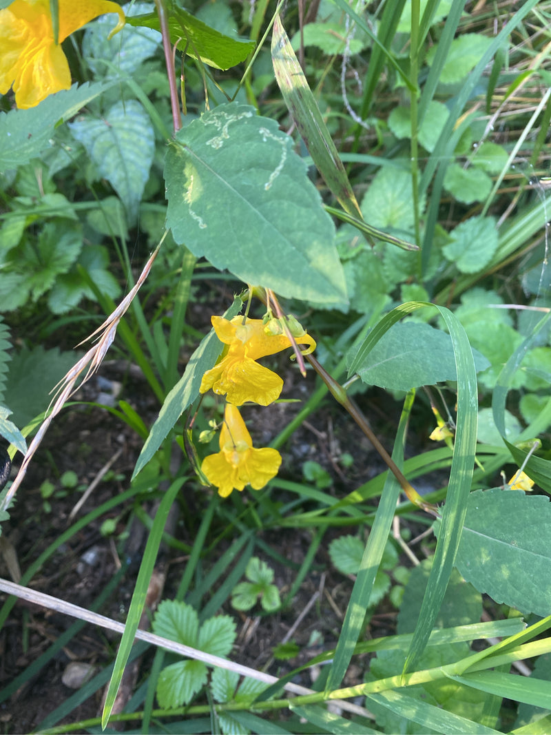 Großes Springkraut — Bild 3 von 3