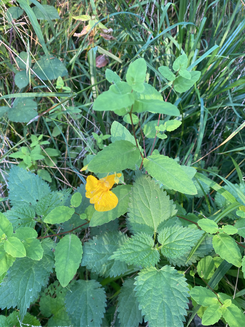 Großes Springkraut — Bild 1 von 3