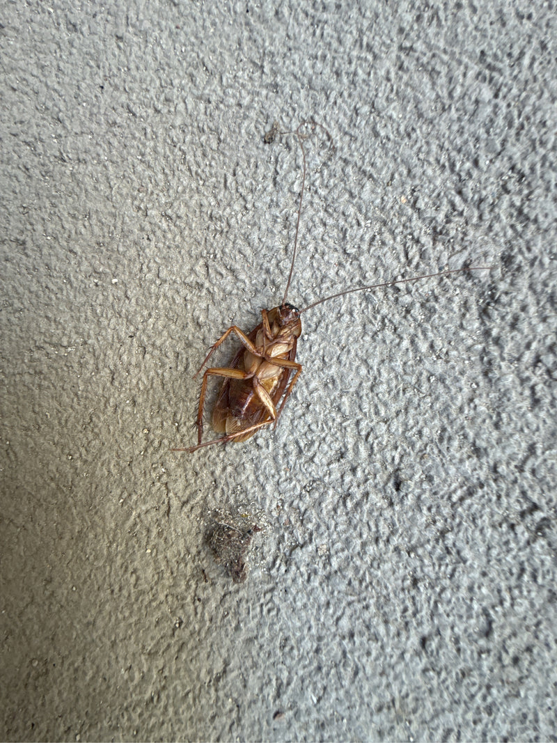 Großschabe (Periplaneta sp.) — Bild 2 von 2