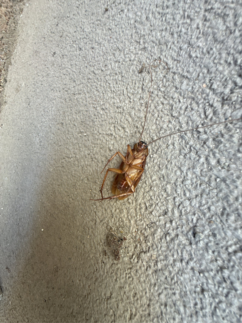 Großschabe (Periplaneta sp.) — Bild 1 von 2