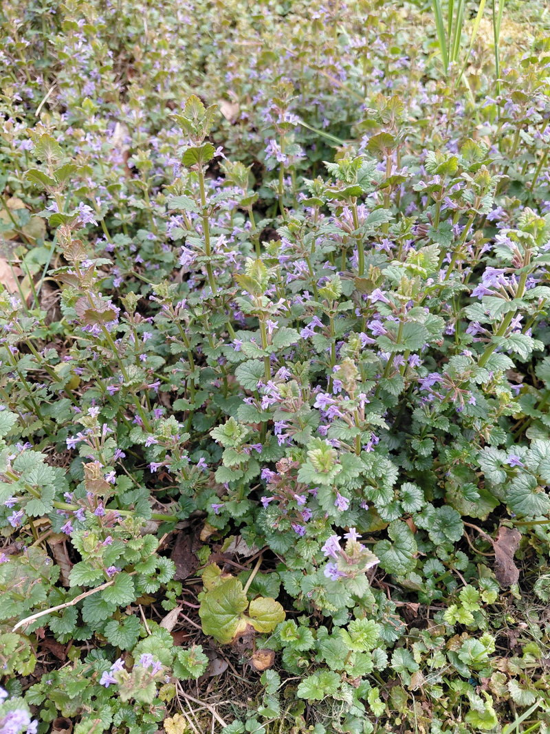 Zu sehen ist ein dichter Bestand von Gundermann-Pflanzen mit nierenförmigen, gekerbten Blättern und kleinen violetten Blüten auf dem Boden. Die Aufnahme zeig...