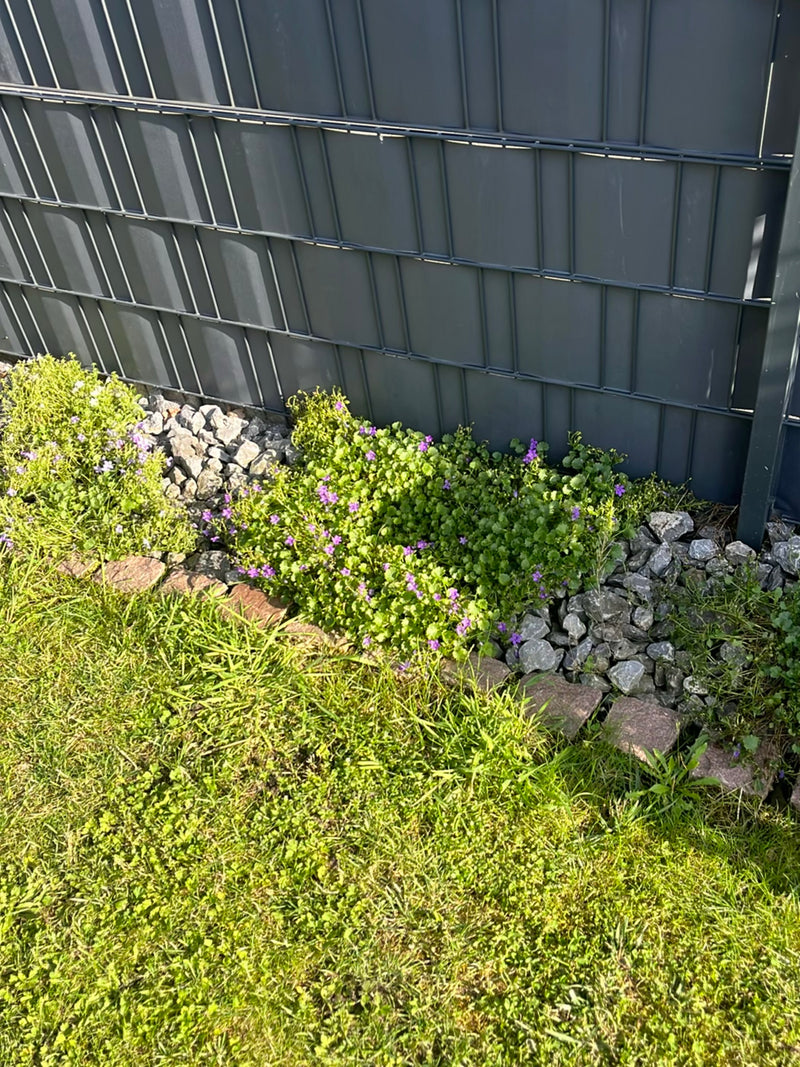Auf dem Bild ist eine blühende Gundermann-Pflanze mit charakteristischen violetten Blüten zu sehen. Sie wächst in einem Gartenbeet entlang eines grauen Metal...