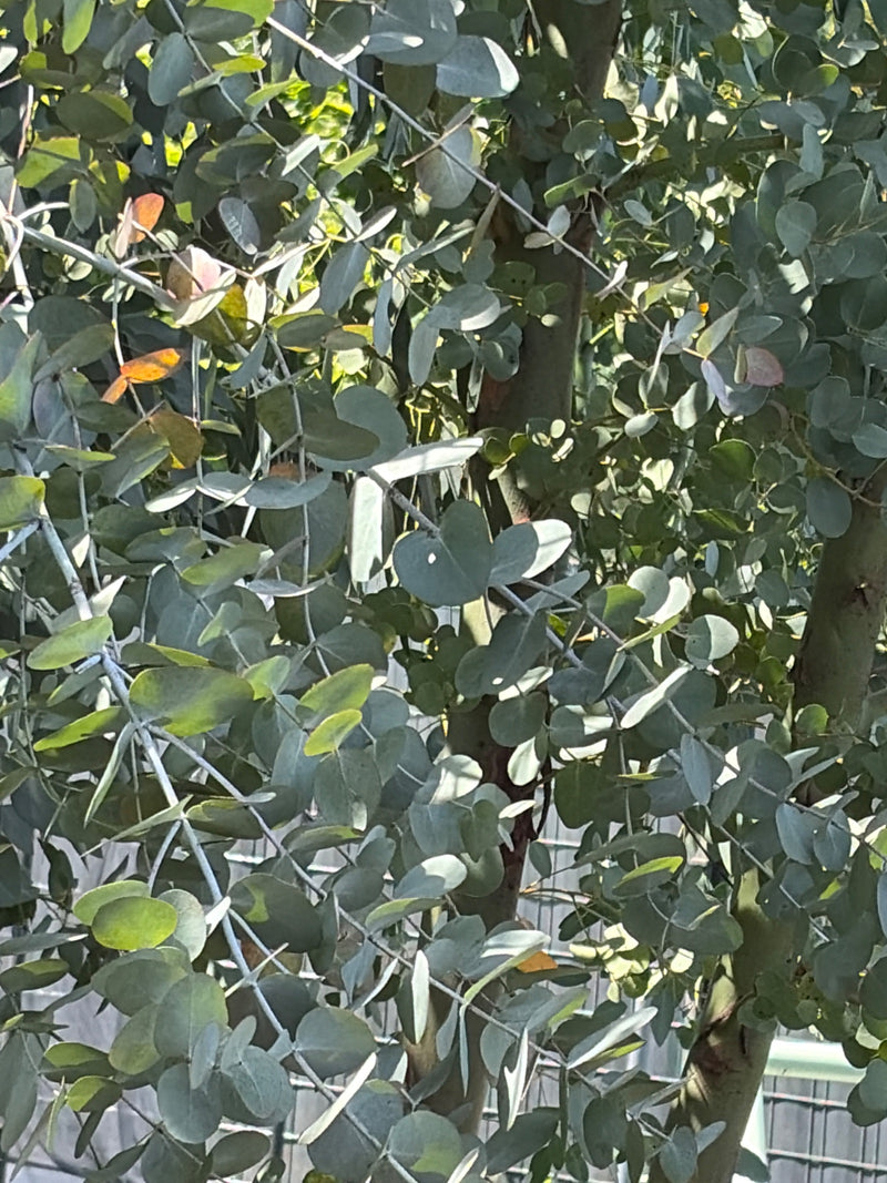 Gunn-Eukalyptus — Bild 3 von 10
