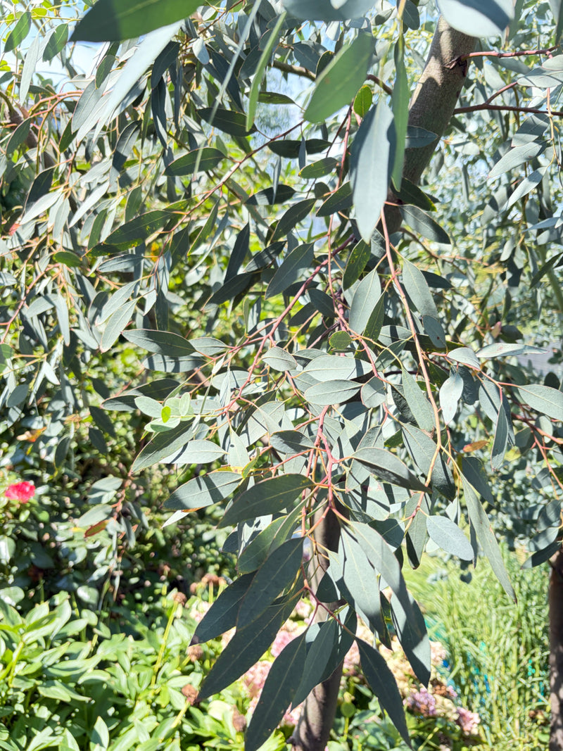 Gunn-Eukalyptus — Bild 1 von 10
