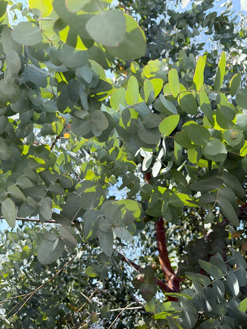 Gunn-Eukalyptus — Bild 5 von 10
