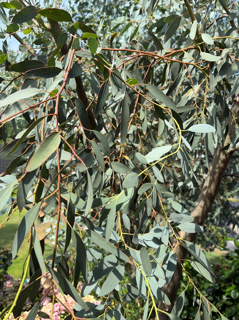 Gunn-Eukalyptus — Bild 2 von 10