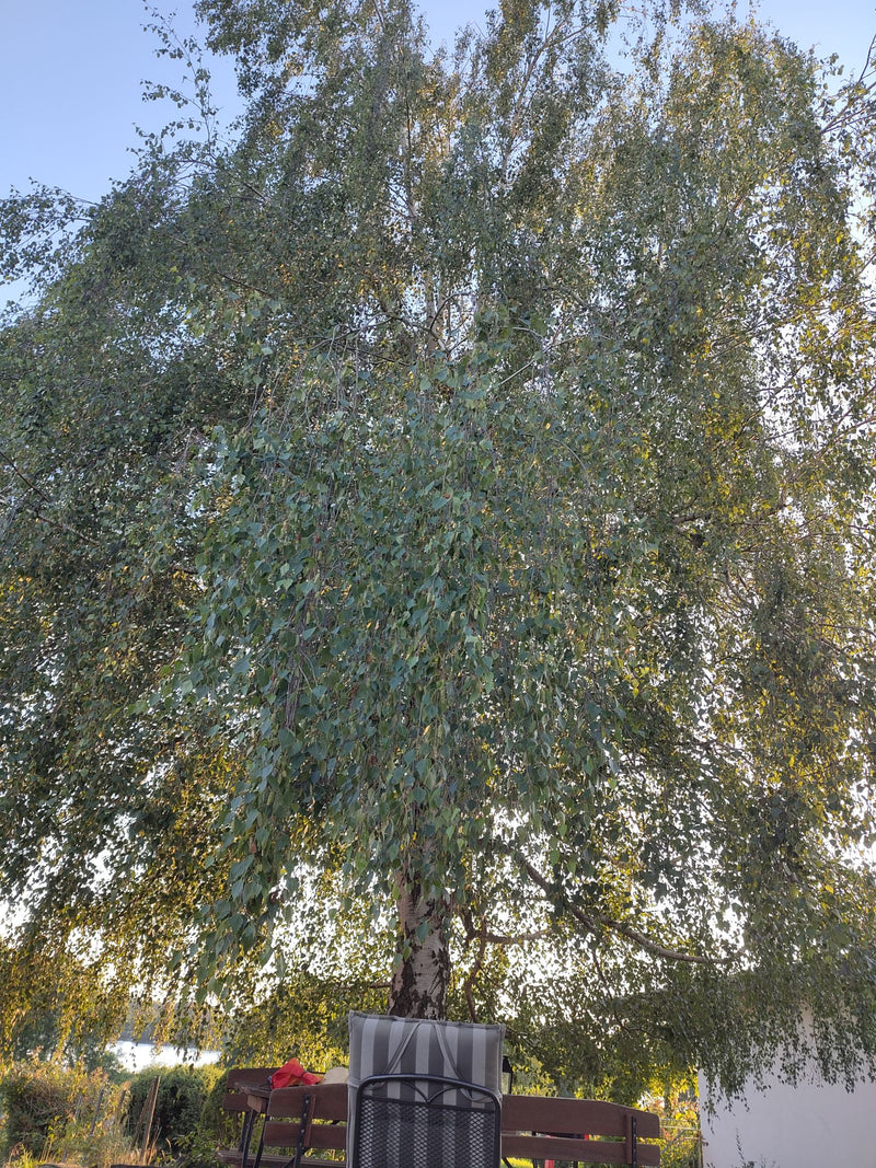 Hänge-Birke — Bild 2