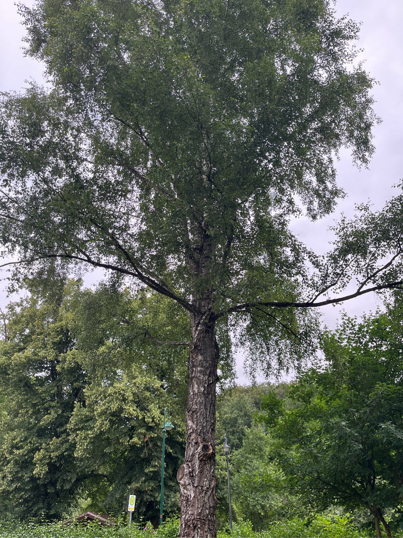 Hänge-Birke — Bild 4