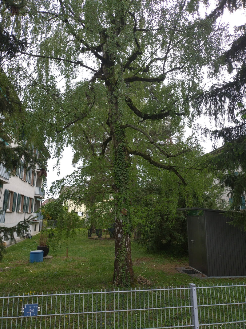 Hänge-Birke — Bild 3
