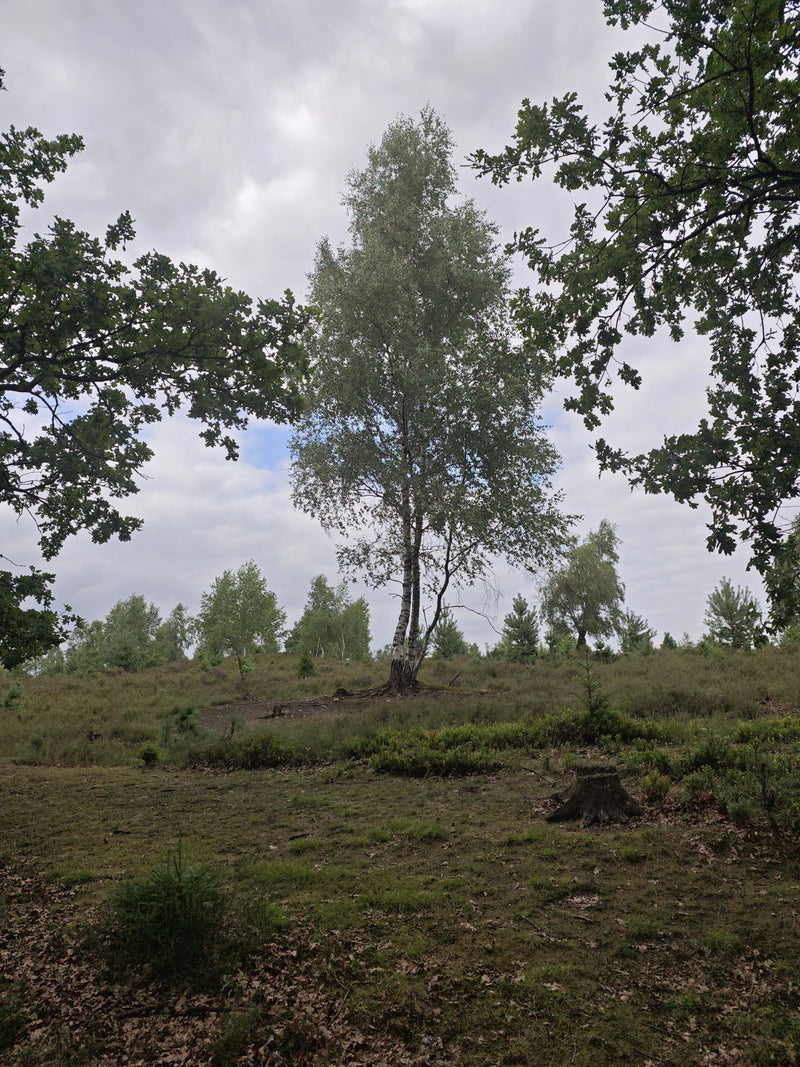 Hänge-Birke — Bild 5