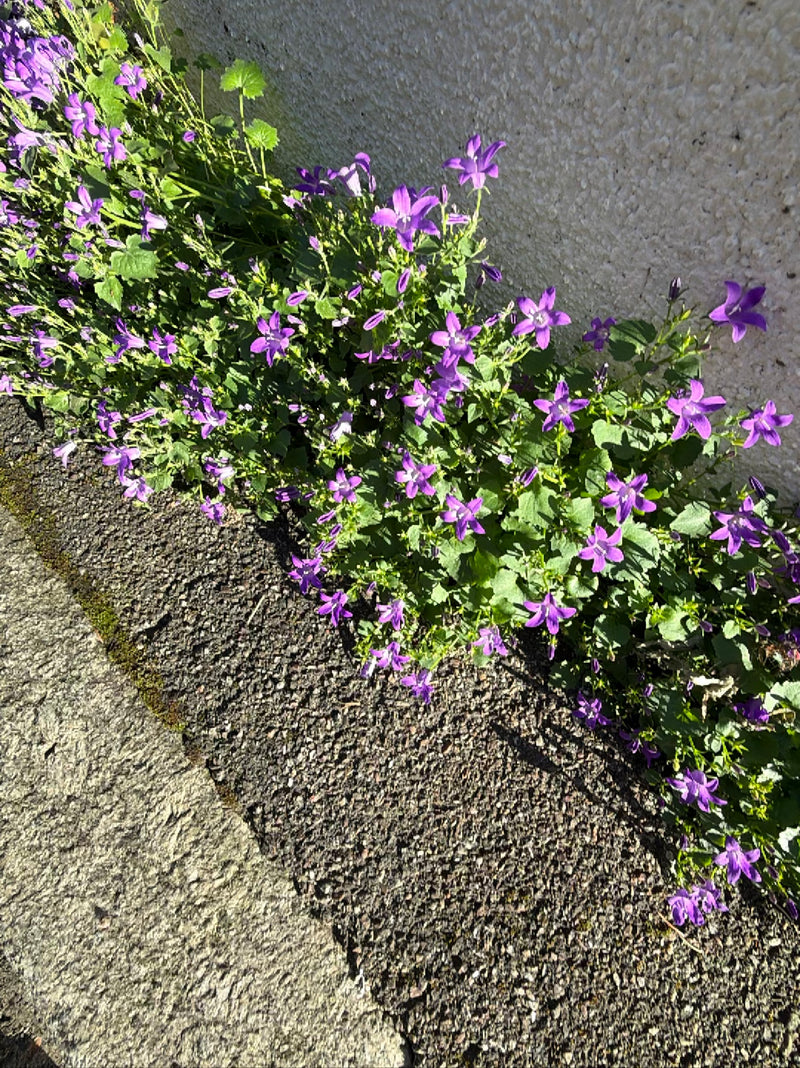 Zu sehen ist eine Hänge-Glockenblume mit zahlreichen violetten, sternförmigen Blüten. Die Pflanze wächst entlang einer hellen Hauswand und einem gepflasterte...