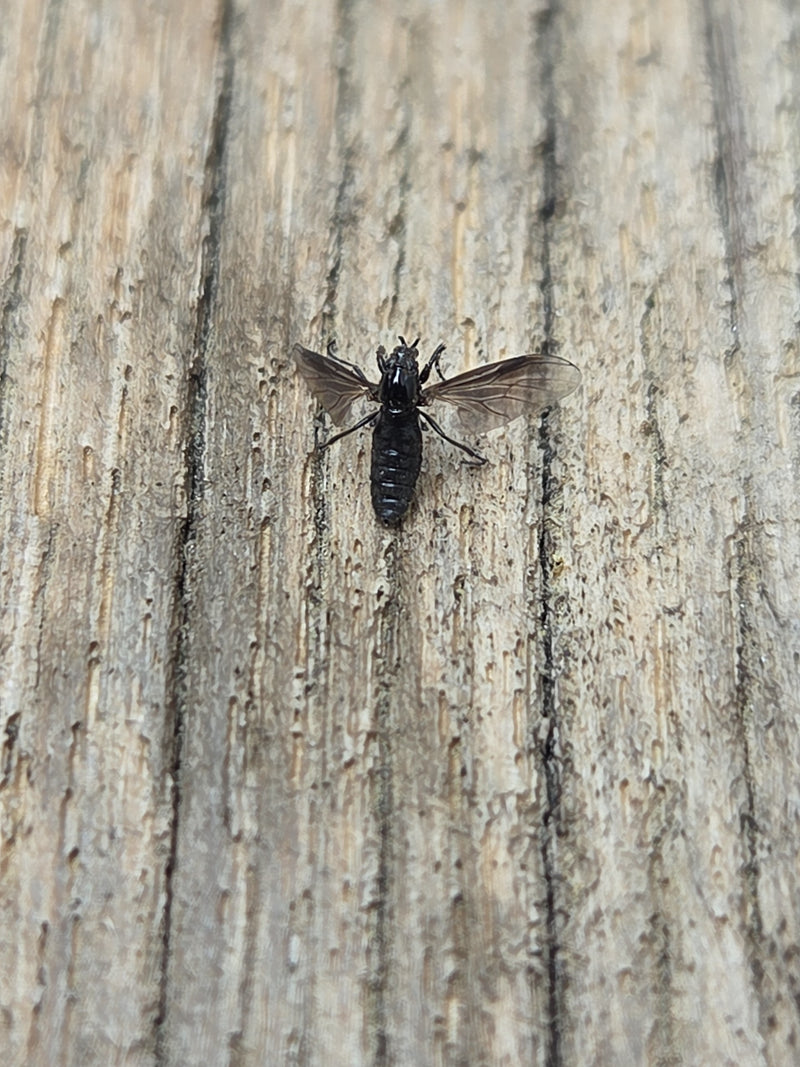 Haarmücken (Bibionidae) sind robust-gedrungene Mücken, die durch ihren walzenförmigen Körperbau und kräftigen Thorax von zarteren Trauermücken (Sciaridae) kl...