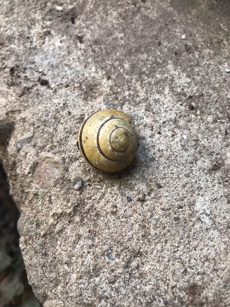 Hain-Bänderschnecke — Bild 4 von 29