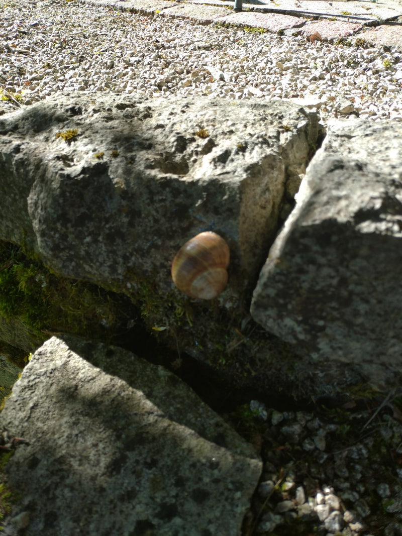 Auf dem Bild ist eine Hain-Bänderschnecke mit ihrem charakteristischen Gehäuse zu sehen. Sie sitzt an einer grauen Steinmauer im Sonnenlicht.