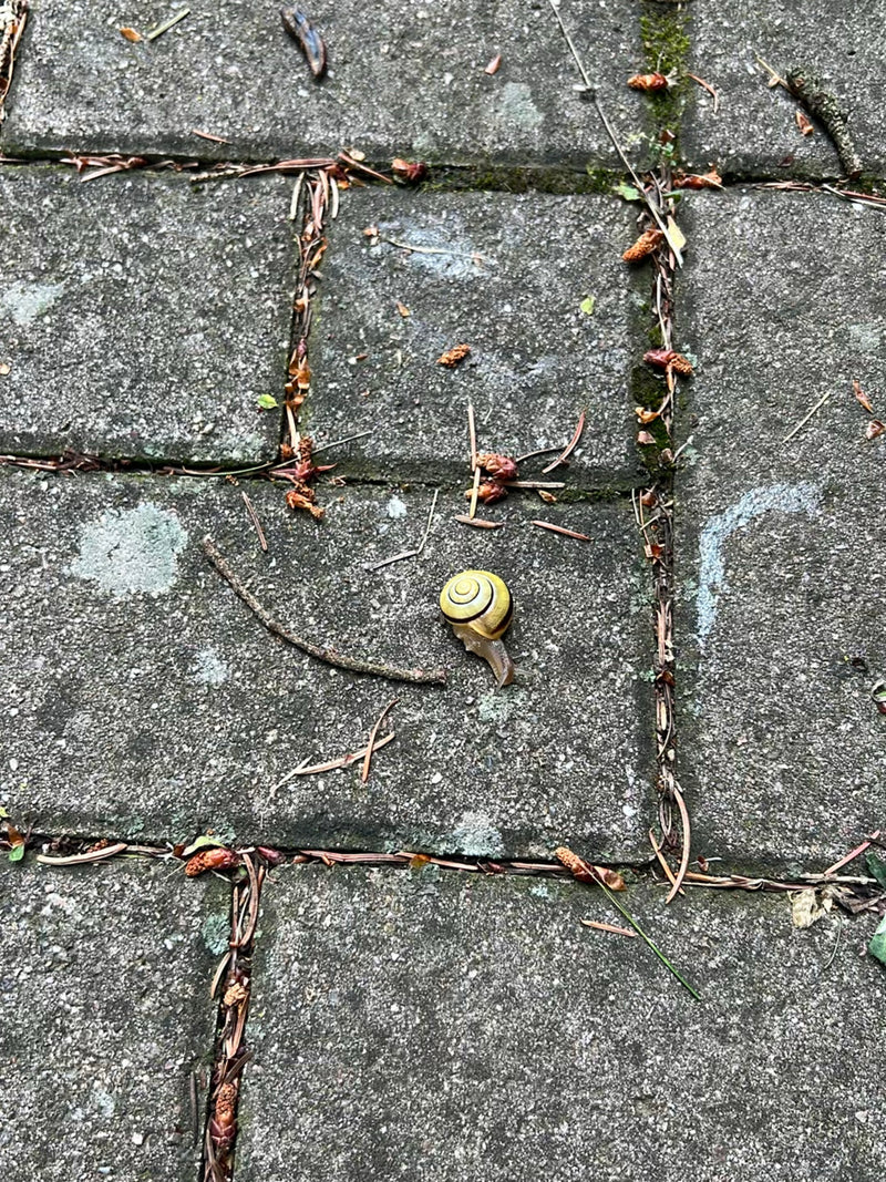 Auf grauen Steinplatten kriecht eine gelbe Hain-Bänderschnecke mit dunklen Bändern auf ihrem Gehäuse. Umgeben ist sie von vereinzelten kleinen Zweigen und Pf...
