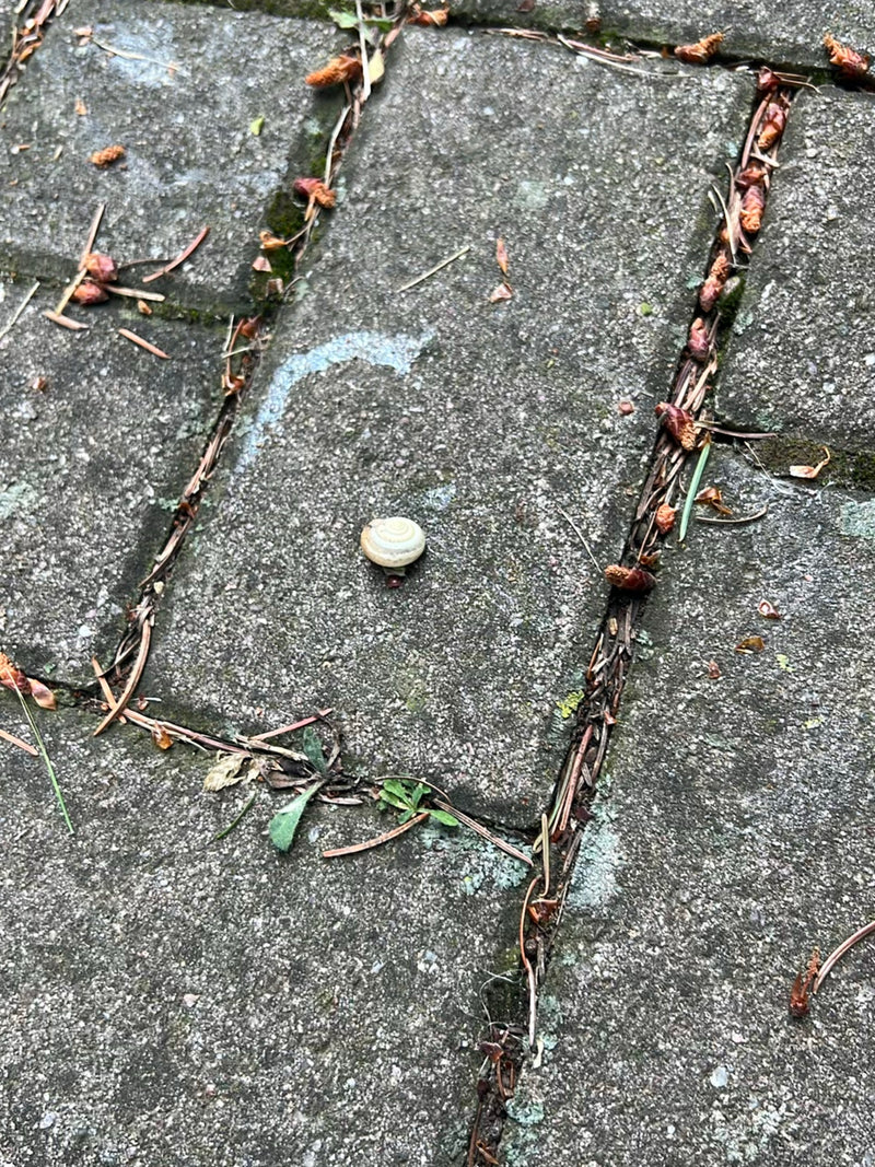 Auf grauen Steinplatten sitzt eine kleine Hain-Bänderschnecke. Um sie herum liegen vereinzelte Pflanzenteile.