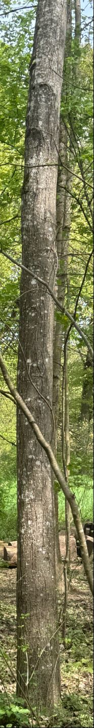Hainbuche — Bild 1