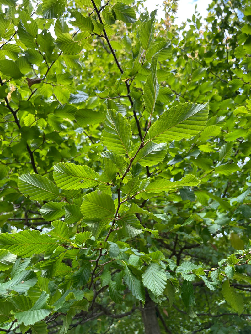Hainbuche — Bild 2