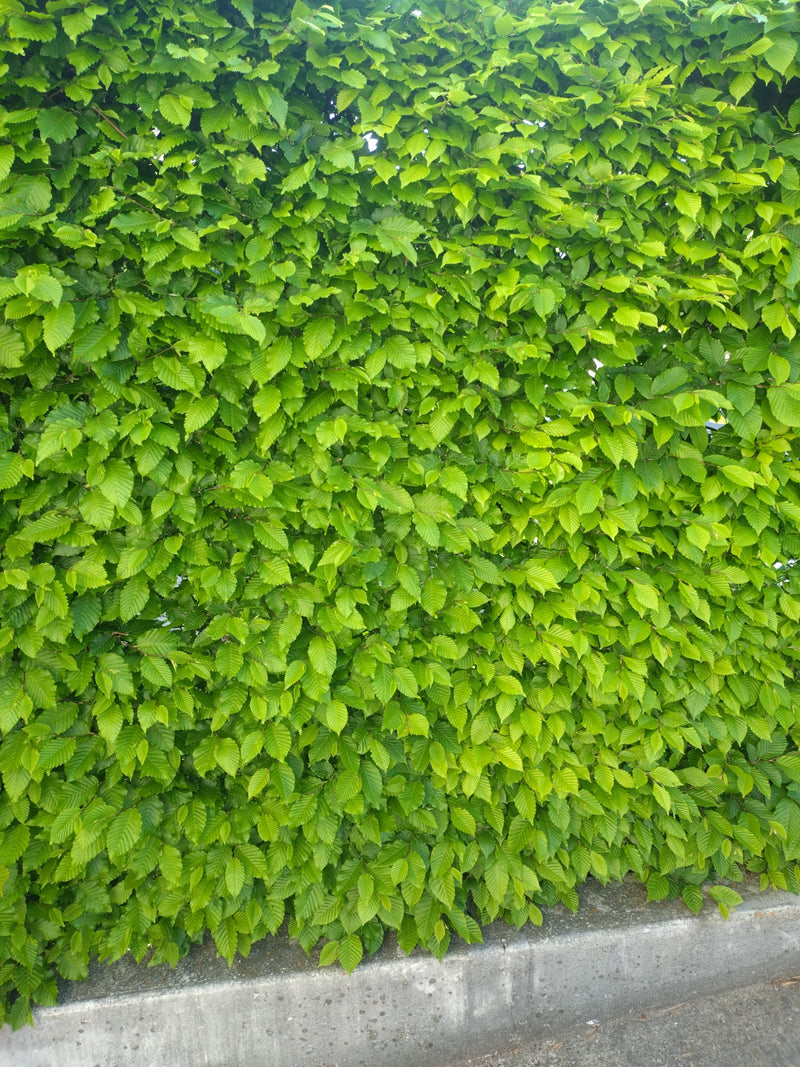 Hainbuche — Bild 5