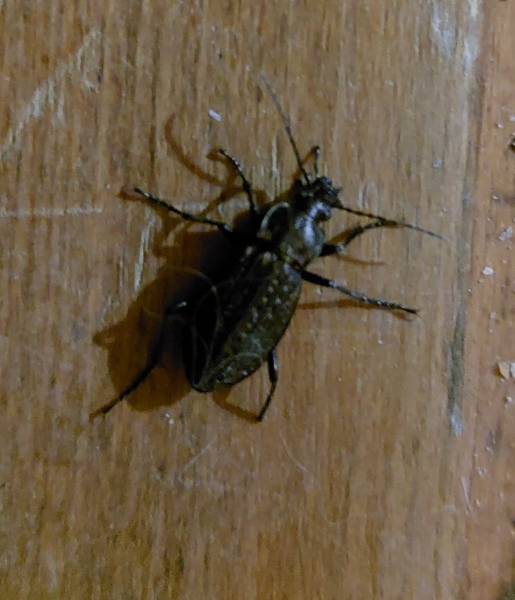 Auf dem Bild ist ein Hainlaufkäfer zu sehen, der auf einer hölzernen Oberfläche ruht. Das Insekt zeigt seine charakteristische dunkle Färbung und Körperstruk...