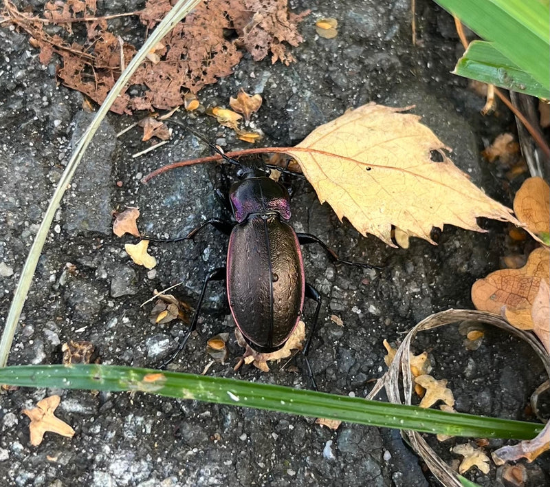 Ein Hainlaufkäfer ruht auf steinigem Untergrund neben trockenem Laub.