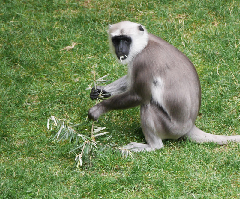 Hanuman-Langur — Bild 1 von 1