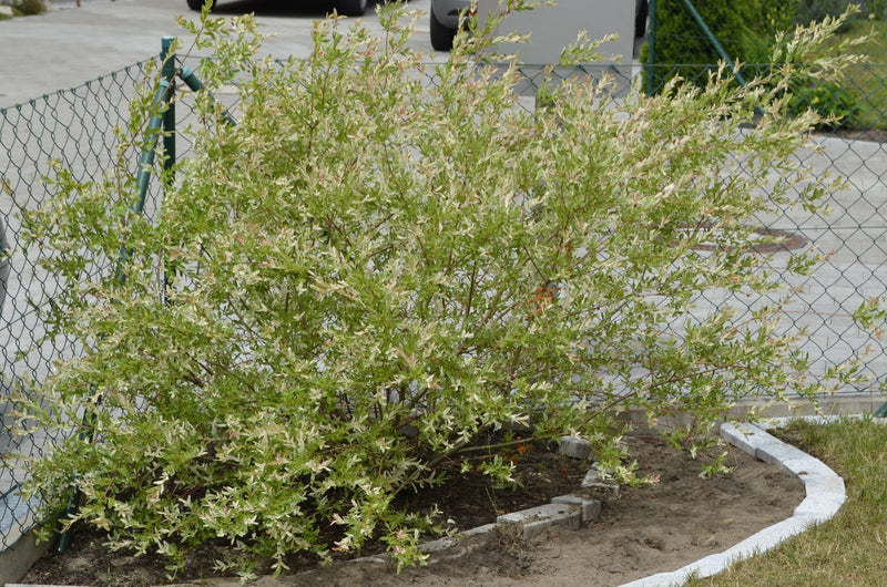 Zu sehen ist ein kompakter Strauch mit dichtem, grün-weiß gemustertem Laub. Er steht in einem Gartenbeet vor einem Drahtzaun.