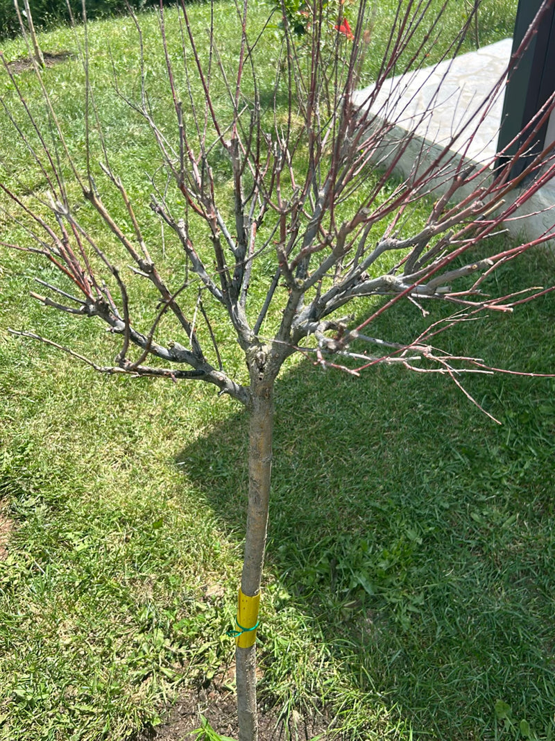 Das Bild zeigt einen kleinen, laublosen Baum mit einem geraden Stamm und feinen, rötlichen Zweigen. Er steht auf einer Rasenfläche in einem Garten.