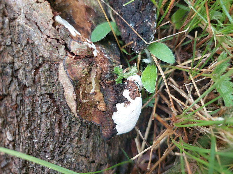 Zu sehen ist der Fruchtkörper des Harzigen Lackporlings, der an einem Stück Totholz im Gras wächst. Die charakteristischen Wachstumsmerkmale und Farben des P...