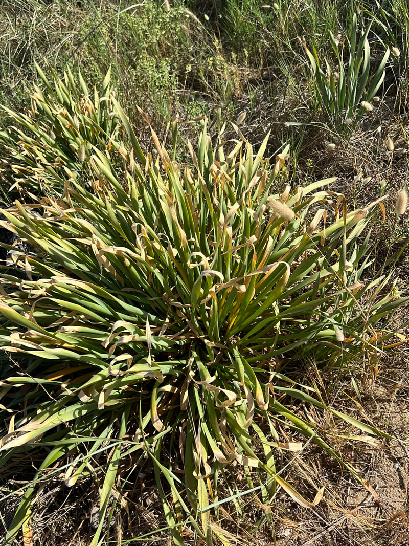 Hasenschwanz-Gras — Bild 1 von 14