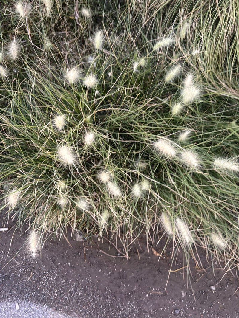 Hasenschwanz-Gras — Bild 3 von 14