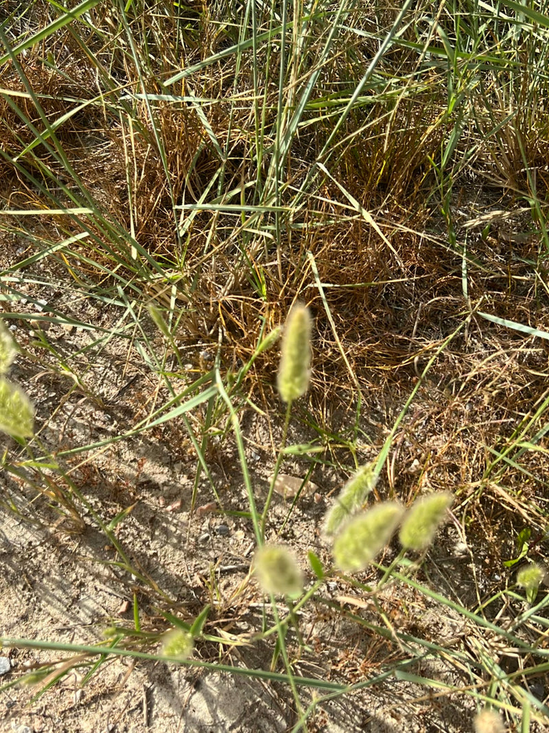 Hasenschwanz-Gras — Bild 2 von 14