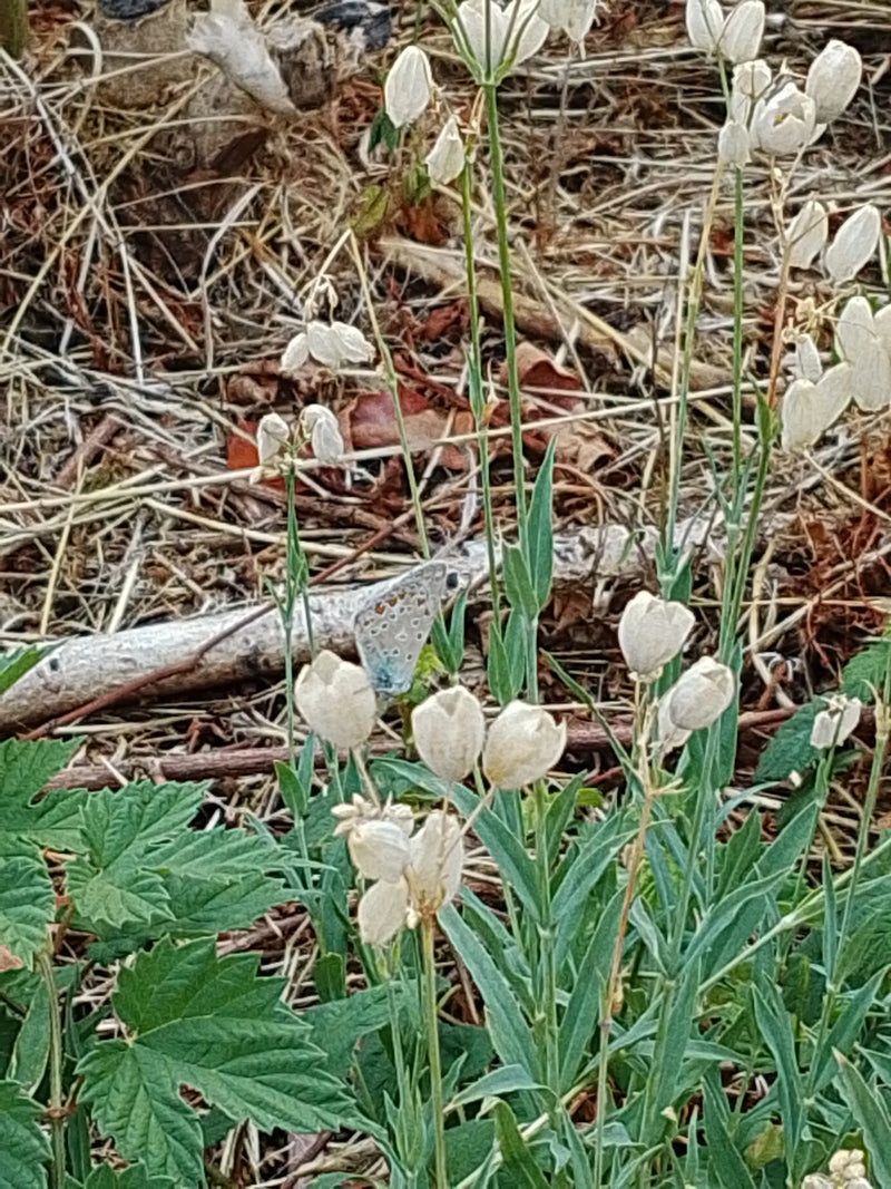 Ein Hauhechel-Bläuling sitzt mit geschlossenen Flügeln auf einer Wiese zwischen Pflanzenstängeln. Im Hintergrund ist trockener Boden mit welken Blättern zu s...