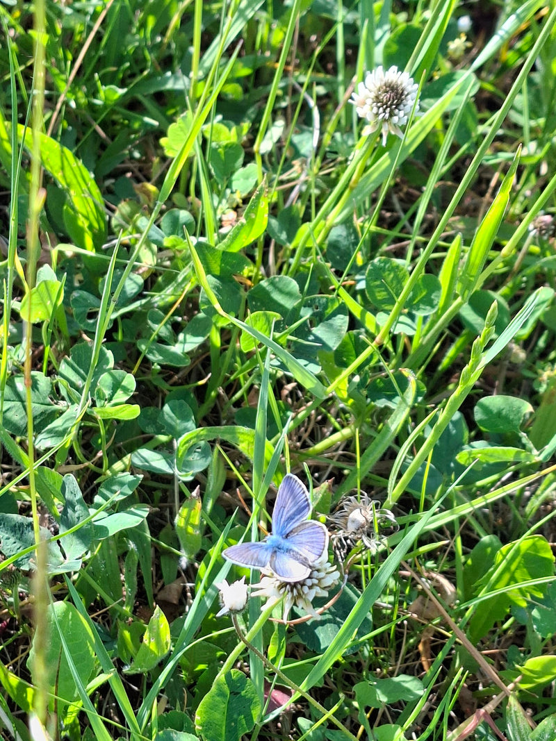 Ein Hauhechel-Bläuling sitzt mit ausgebreiteten Flügeln auf einer Klee-Blüte im hohen Gras. Die Aufsicht zeigt das charakteristische blaue Männchen in seinem...