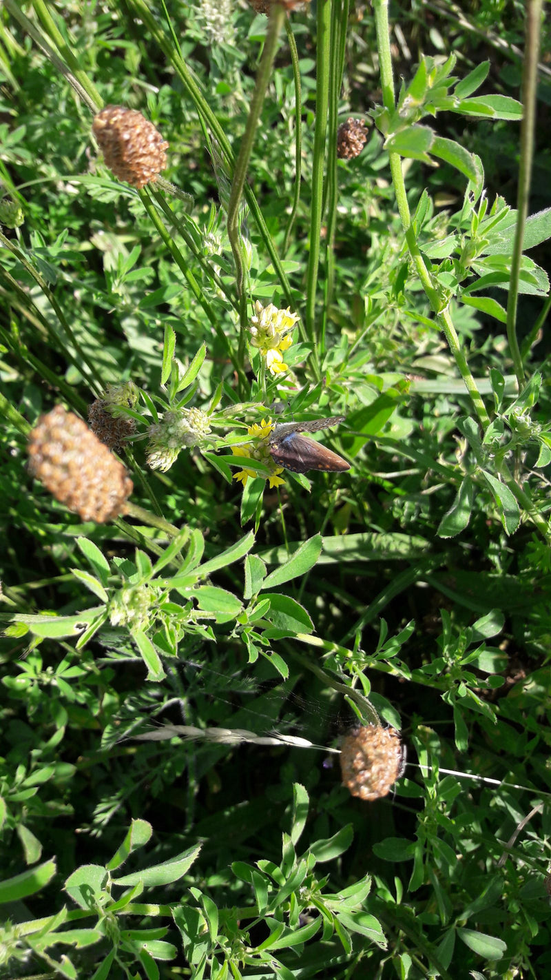 Ein Hauhechel-Bläuling sitzt auf kleinen gelben Blüten inmitten von grünem Gras und Wiesenpflanzen. Die Aufnahme zeigt den Schmetterling aus einer leichten A...