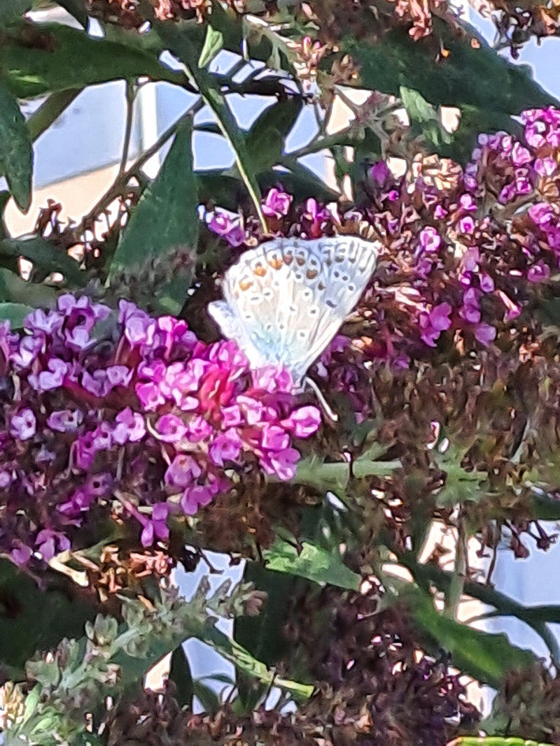 Ein Hauhechel-Bläuling sitzt mit geschlossenen Flügeln auf einer violetten Blütenstand. Die Unterseite der Flügel zeigt das typische Fleckenmuster.