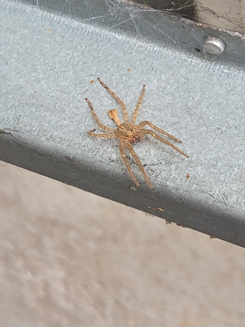 Eine braune Haus-Feldspinne sitzt gut erkennbar auf einer grauen Metallkante.