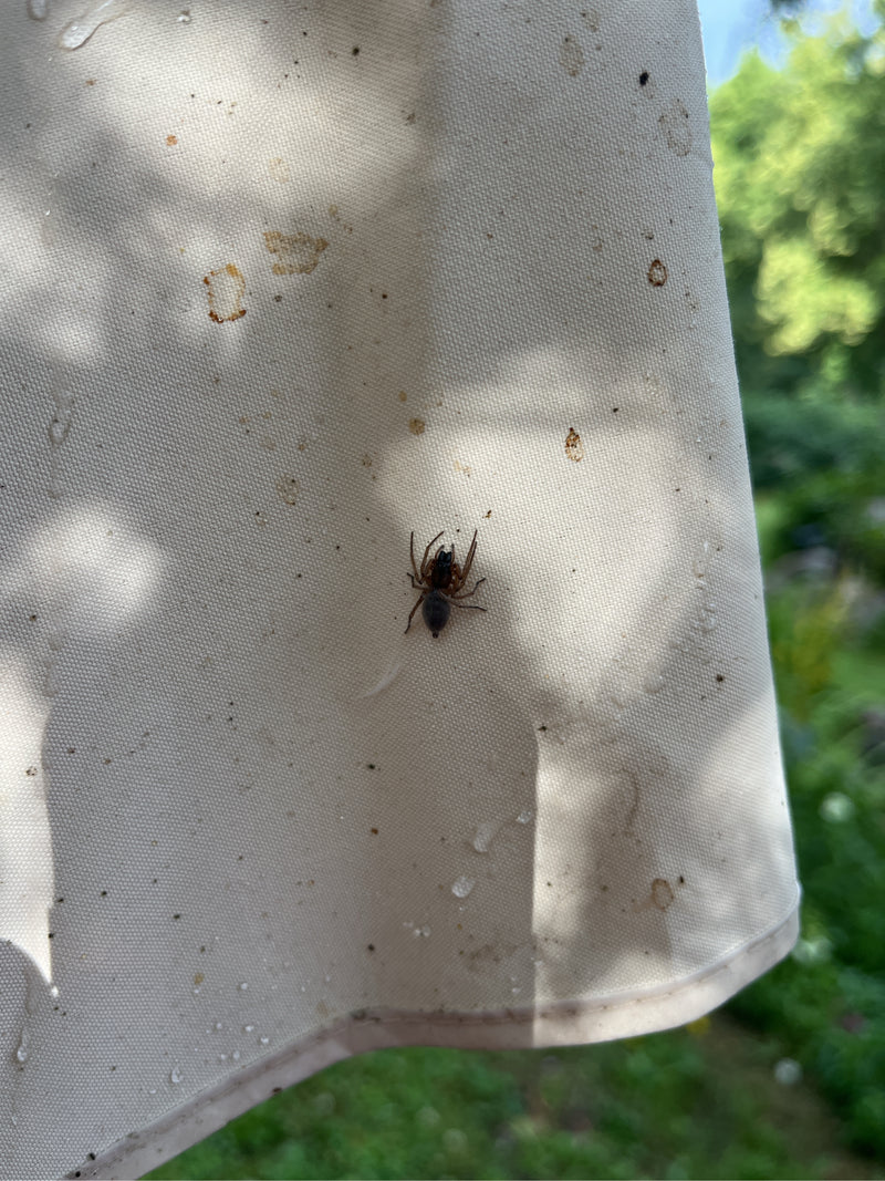 Auf dem Bild ist eine Haus-Feldspinne zu sehen, die auf einem hellen, leicht verschmutzten Stoffuntergrund sitzt. Die Spinne ist gut erkennbar und verweilt r...