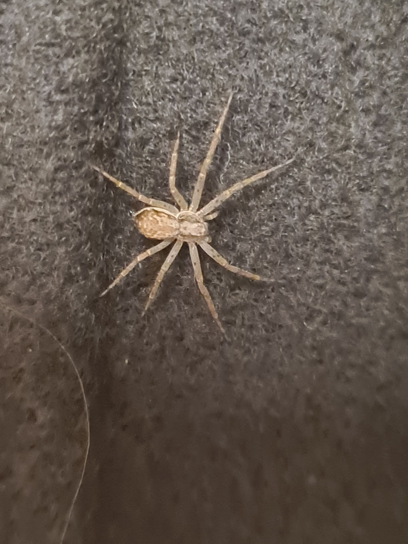 Auf dem Bild ist eine Haus-Feldspinne zu sehen, die auf einer dunklen, textilen Oberfläche ruht. Ihre typische Körper- und Beinstellung ist gut erkennbar.