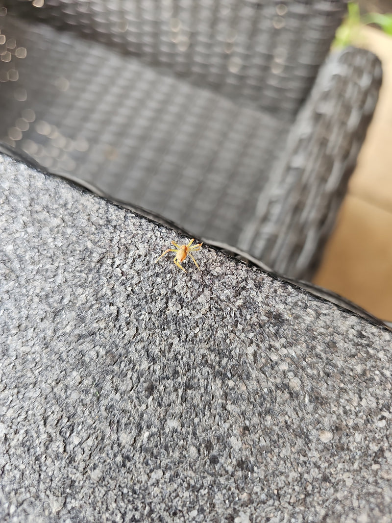 Eine kleine Haus-Feldspinne sitzt auf einer rauen Steinoberfläche. Das Tier ist aus der Distanz aufgenommen.