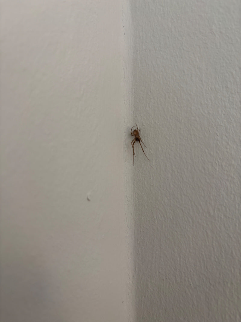 Eine Sektorspinne sitzt an einer weißen Zimmerwand. Die Spinne verharrt regungslos in der Raumecke.