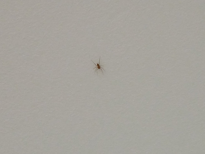 Auf einer hellen Wand sitzt eine kleine Haus-Zwergsechsaugenspinne (Oonops domesticus). Das Tier ist aus großer Entfernung aufgenommen und erscheint sehr klein.