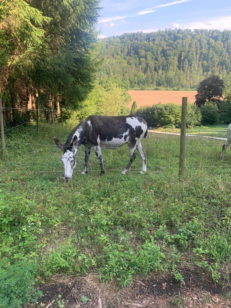 Hausesel — Bild 3 von 8
