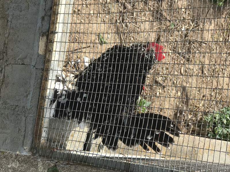 Ein schwarz-weiß geflecktes Haushuhn steht hinter einem Drahtgitter auf sandigem Boden. Das Gefieder ist dunkel mit hellen Sprenkeln.