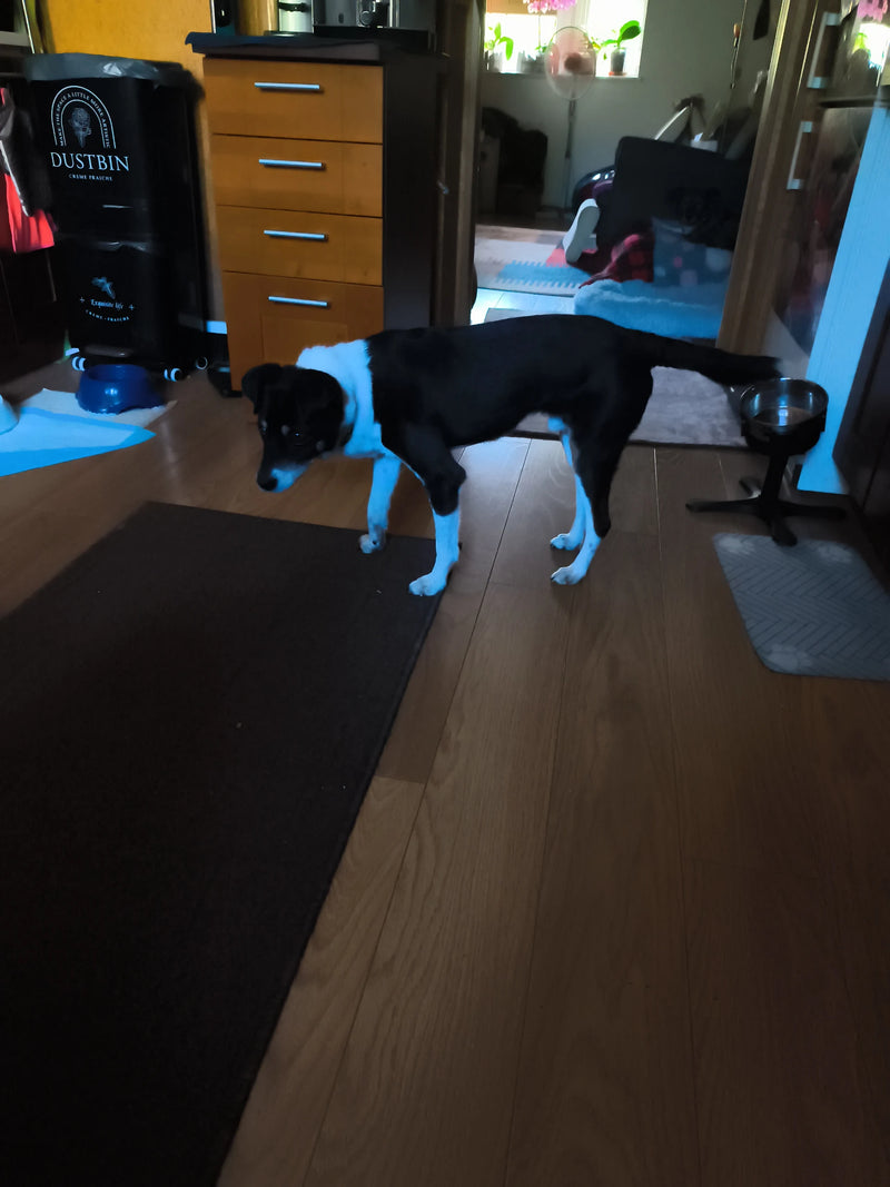 Haushund — Bild 4